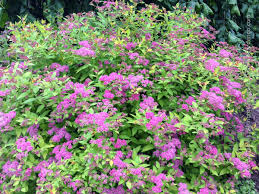 Image result for Spiraea bumalda