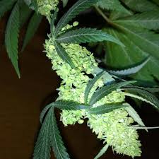 Discover what it would be like to live in the presidio in the pines neighborhood of flagstaff, az straight from people who live here. Aficionado Grows Black Lime And More International Cannagraphic Magazine Forums