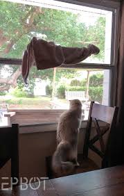 Cat window perches allow your cat to sit in front of a window and see the outside world. Epbot Build Your Own Flip Up Window Seat For Your Cats Because Your Cats Get All The Cool Stuff D