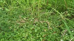 Image result for Evolvulus nummularius