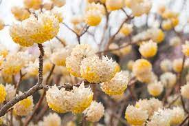 Edgeworthia chrysantha is a deciduous shrub growing to 2 m (6ft) by 2 m (6ft). Edgeworthia Chrysantha Paperbush