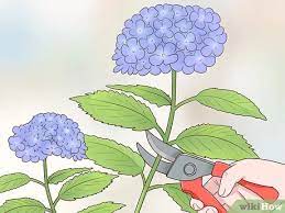 Maybe you would like to learn more about one of these? 3 Ways To Cut Hydrangea Blooms Wikihow