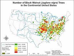 Tree Pests Thousand Cankers Disease Mu Extension