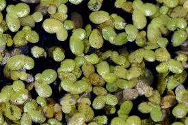 Image result for Lemna