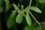 Image result for Hippocratea parviflora