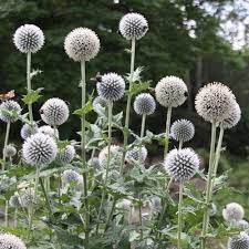 Globe Thistle White Flower Seeds Echinops Ritro 40 Seeds Flower Seeds Thistle Flower Thistle Plant