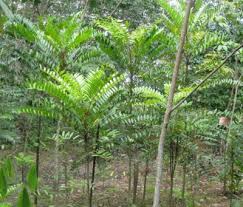 The name gets thrown around when people start talking about testosterone boosters or aphrodisiac herbs… however, in my opinion, tongkat ali is not exactly the best testosterone booster out there. Tongkat Ali Facts Information