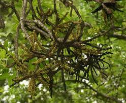 Image result for Cussonia natalensis