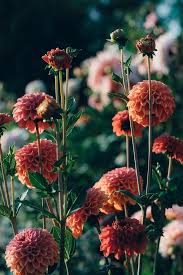 Schnittblumen Im Garten Anbauen Gartenblog Hauptstadtgarten Garten Pflanzen Vorgarten Gestalten Pflanzen