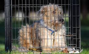 Steps to saving a choking dog. Victorian Dog Rescue And Resource Group Inc In Melbourne Victoria
