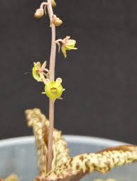 Image result for Malaxis prorepens