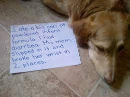 Dog Shame I Ate A Big Can Of Powdered Infant Formula I Had