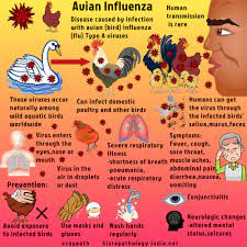 The bird flu, or avian influenza, is a sickness common in wild birds. Bird Bird Flu Symptoms