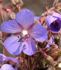 We would like to show you a description here but the site won't allow us. Meadow Geranium Hocus Pocus Geranium Pratense Hardy Geranium Geranium Pratense Geraniums