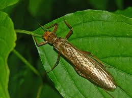 Image result for Dinophora spenneroides