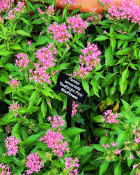 Image result for Pentas lanceolata