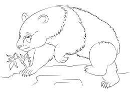 Desenho De Urso Panda Para Colorir Desenhos Para Colorir E Imprimir Gratis