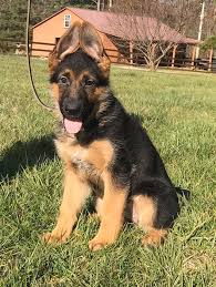 We did not find results for: Gsd Puppies Champion Sire German Import North Carolina Usa Pwg Petworldglobal Com