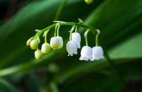 Planter du muguet en pot. Comment Replanter Du Muguet En Pot Direct Filet Com Le Blog