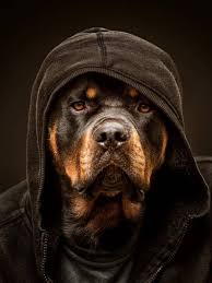 Coolest Dog Cool Havali Kopek Wallpapers Rottweiler Kopek Rottweiler Yavrulari