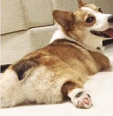 Pin On Corgis