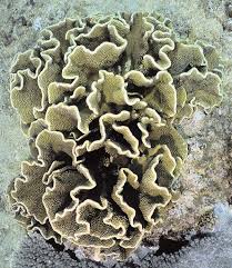 Image result for Turbina longiflora