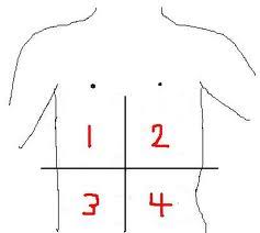 Body regions are further subdivisions of the body quadrants. Human Body Quiz Quadrants And Regions Of Abdomen Proprofs Quiz