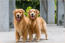 We did not find results for: Golden Retriever Puppies Facts Price Temperament Breeders Animals Adda