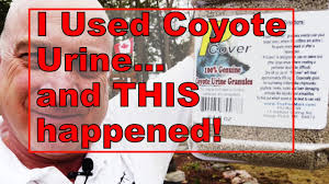 In fact, many gardeners say urine and hair are the only deterrents that work. I Used Coyote Urine On My Hosta Garden And This Happened Youtube