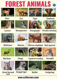 Forest Animals List Of Animals That Live In The Forest With Esl Pictures Esl Forums Forest Animals List Of Animals Forest Animals List