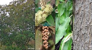 Image result for Croton gratissimus