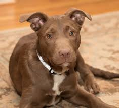 Greensboro, nc (gbo) harrisburg, pa (hrs) harrisonburg, va (shd) hartford, ct (htf) hudson valley, ny (hud). Aarf