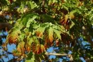 Image result for Albizia tanganyicensis