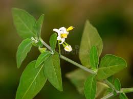 Image result for Solanum chenopodioides