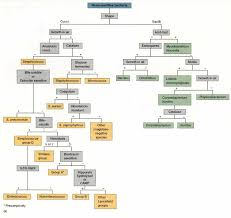 46 Unfolded First Aid Gram Negative Chart