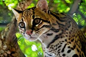Ocelot Amazon Rainforest Animals Rainforest Animals Animals