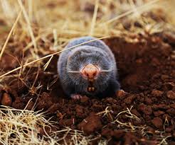 Many people do not realize they have a mole problem until someone walking in their yard steps in one of the mole's holes and twists an ankle. Removing Yard Moles Critter Control Of Greater Pittsburgh