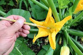 How to hand pollinate squash (and other cucurbits). Summer Squash Production Is Poor Likely From Lack Of Bees Pennlive Com