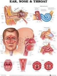 Ear Nose And Throat Anatomical Chart Anatomical Chart