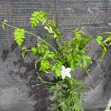 Image result for Jasminum pauciflorum