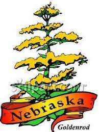 Nebraska State Flower Goldenrod Nebraska State Nebraska Royalty Free Clipart