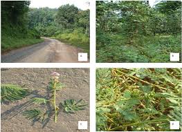 Image result for Mimosa invisa