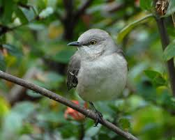 Florida designated the mockingbird (mimus polyglottos) as the official state bird in 1927. List Of Birds Of Florida Wikipedia