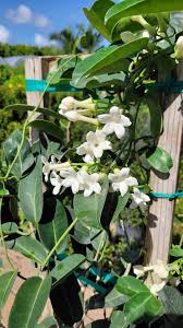 Image result for Stephanotis