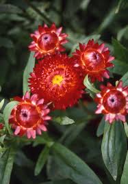 Image result for Helichrysum globosum
