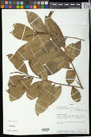 Image result for Neoboutonia melleri