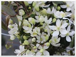 Image result for Clematis dolichopoda