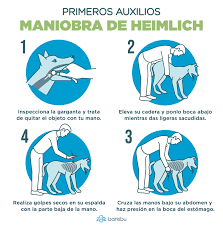 Mi Perro Parece Que Se Ahoga Y Quiere Vomitar Y Se Atraganta Cuando Duerme El Blog De Veterinaria Noticias Mascotas Y Curiosidades