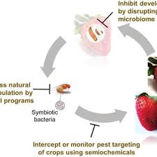 Employees at boltin pest control inc. Pdf The Microbiome Of Fruit Flies As Novel Targets For Pest Management