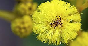Acacia Pycnantha Australian Native Plants Flowers Plant Species